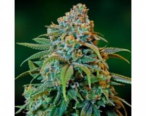 Liberty Haze (Barney's Farm) feminized