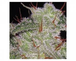 Northern Lights Autoflowering (Vision Seeds) feminized