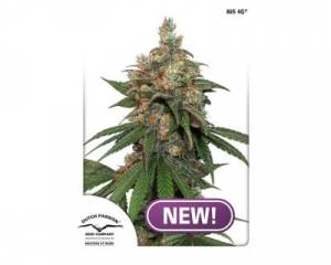 HiFi 4G (Dutch Passion) feminized