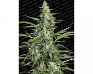 Pandora (Paradise Seeds) feminized