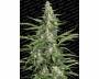 Pandora (Paradise Seeds) feminized