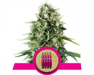 Royal AK (Royal Queen Seeds) feminized