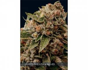 Lamb's Breath x AK-49 (Vision Seeds) feminized