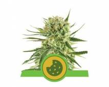 Royal Cookies Automatic (Royal Queen Seeds) feminized