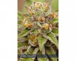 Pure Gelato (Vision Seeds) feminized