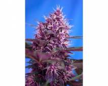 Red Poison (Sweet Seeds) feminized