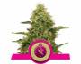 Northern Light (Royal Queen Seeds) feminized