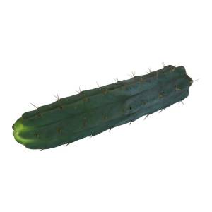 Cutting Bridgesii 25– 29 cm 1 piece
