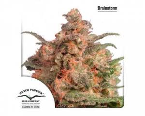 Brainstorm (Dutch Passion) feminized