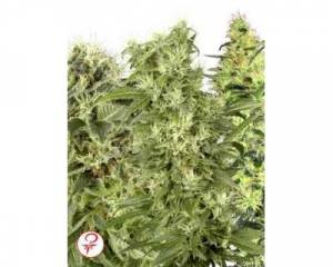 Female Mix (White Label) feminized
