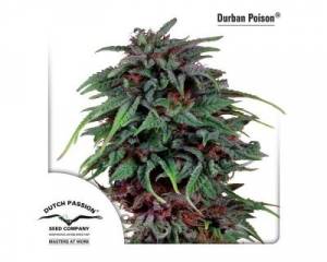 Durban Poison (Dutch Passion) feminized