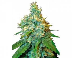 Jack Herer (Sensi Seeds) feminized