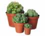 Peyote (Lophophora williamsii) cactus cluster