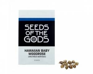 Hawaiian baby woodrose (Argyreia nervosa) seeds