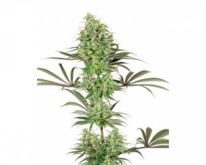 Double Banana Kush (White Label) feminized