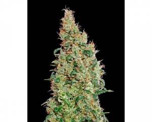 Green-O-Matic (Greenhouse) feminized