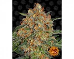 Orange Sherbert (Barney's Farm) feminized