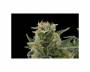 Royal Dwarf (Royal Queen Seeds) feminized