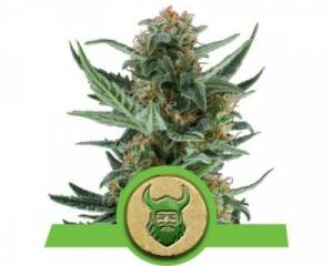 Royal Dwarf (Royal Queen Seeds) feminized