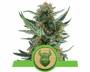 Royal Dwarf (Royal Queen Seeds) feminized
