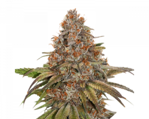 Blackberry Gum (Seedstockers) feminized