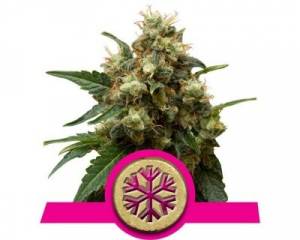 Ice (Royal Queen Seeds) feminized