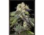 Caboose (Strain Hunters) feminized