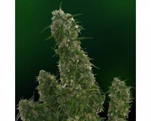 Malana Bomb autoflowering (Barney's Farm) feminized