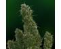Malana Bomb autoflowering (Barney's Farm) feminized