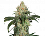 Nicole Cream Auto (Seedstockers)