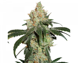 Nicole Cream Auto (Seedstockers)