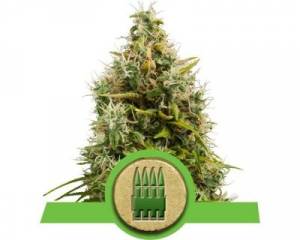Royal AK Automatic (Royal Queen Seeds) feminized