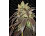 Spoetnik #1 (Paradise Seeds) feminized