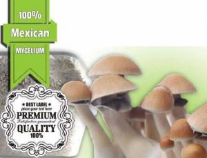 100% MYCELIUM XL Mexican | Paddo Growkit 2100cc