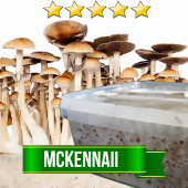 McKennaii Magic Mushroom Grow kit - 1200cc