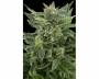 Royal AK Automatic (Royal Queen Seeds) feminized