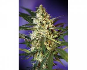 Fast Bud #2 (Sweet Seeds) feminized