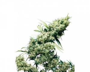 Jamaican Pearl (Sensi Seeds) feminized