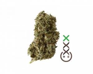 Kosher Tangie Kush (Amsterdam Genetics) feminized