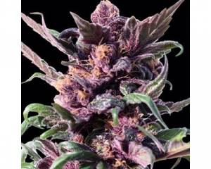 Ayahuasca Purple (Barney's Farm) feminized