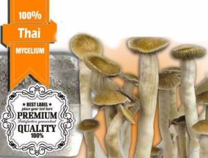 100% MYCELIUM XL Thai | Paddo Growkit 2100cc
