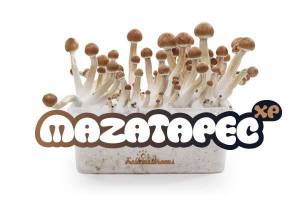 100% MYCELIUM Mazatapec - Mushroom growkit 1200cc