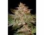 Pure Kush (Greenhouse) feminized