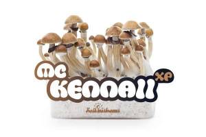 100% MYCELIUM McKennai - mushroom growkit 1200cc