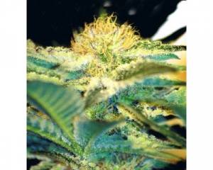 Mohan Ram (Sweet Seeds) feminized