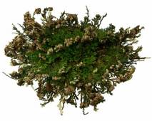 Rose of Jericho (Selaginella lepidophylla)