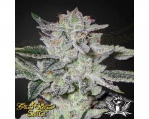 Sweet Valley Kush (Green House) feminized