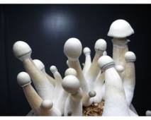 Psilocybe cubensis 'Albino' A+