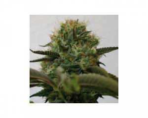 Top Dawg (Barney's Farm) feminized