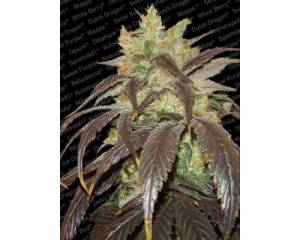 Spoetnik #1 (Paradise Seeds) feminized